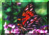 Butterfly2.jpg (77566 bytes)