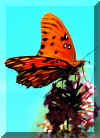 Butterfly3.jpg (74255 bytes)