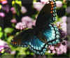 ButterflyRedSpottedPurple.jpg (79894 bytes)