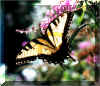ButterflySwallowtail.jpg (83297 bytes)