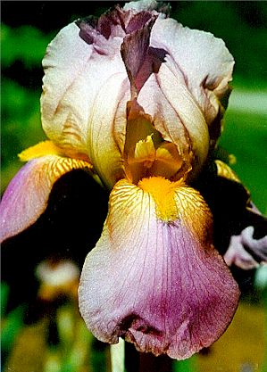 Bearded Iris.jpg (36617 bytes)