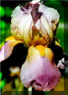 Bearded Iris.jpg (36617 bytes)