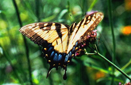 Butterfly on Verbena.jpg (36721 bytes)
