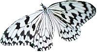 Butterfly.gif (8160 bytes)