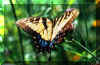 Butterfly on Verbena.jpg (36721 bytes)