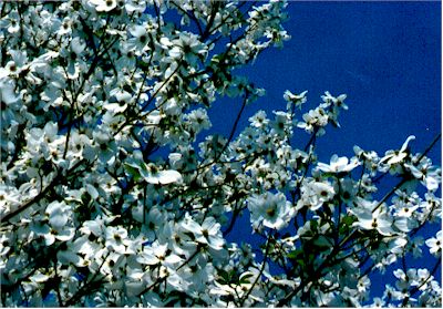 Dogwood Blossoms.jpg (47538 bytes)