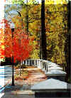 Fall color at Emory.jpg (68397 bytes)
