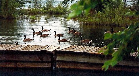 Geese on Lake Hartwell.jpg (49649 bytes)