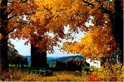 Golden leaves and cows.jpg (38563 bytes)