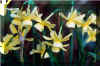 Narcissus.jpg (28038 bytes)
