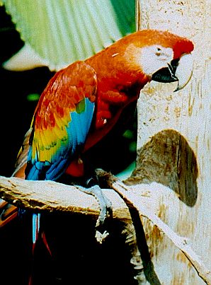 Parrot.jpg (35205 bytes)