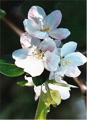 Peach Blossoms.jpg (33692 bytes)