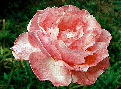 Pink Rose.jpg (42908 bytes)