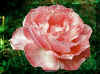 Pink Rose.jpg (42908 bytes)