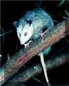 Possum.jpg (38808 bytes)