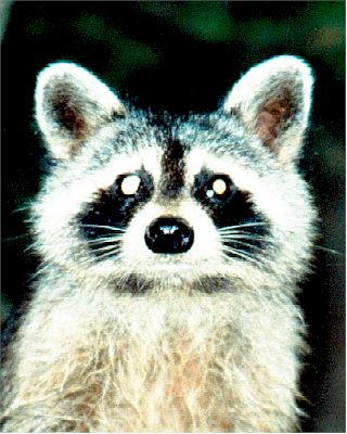 Raccoon.jpg (34255 bytes)