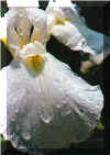 Siberian Iris.jpg (28010 bytes)