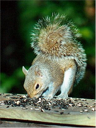 Squirrel.jpg (40302 bytes)