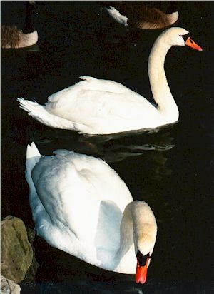 Swans.jpg (23510 bytes)
