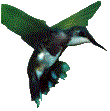 Hummingbird.gif (3533 bytes)