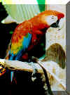 Parrot.jpg (35205 bytes)