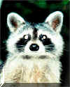 Raccoon.jpg (34255 bytes)