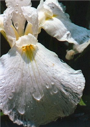 Siberian Iris.jpg (28010 bytes)